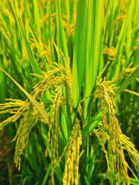 Công Ty TNHH Sản Xuất & Kinh Doanh Tam Nông