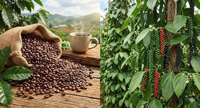 Giải Pháp Bón Phân Mùa Khô Cho Cây Cà Phê & Hồ Tiêu Phục Hồi Nhanh