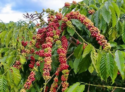 Kỹ Thuật Bón Phân Cho Cây Cà Phê Mùa Mưa Đạt Năng Suất Cao