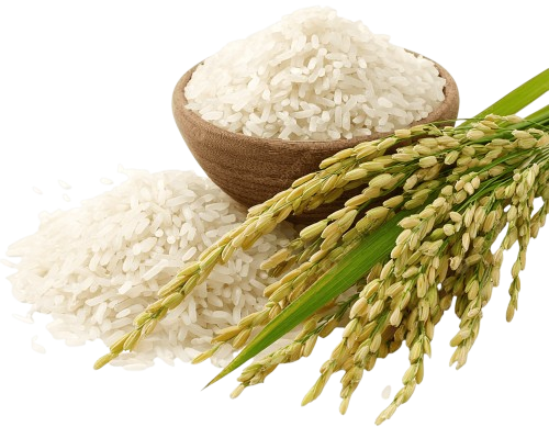 HÌNH ẢNH HOẠT ĐỘNG